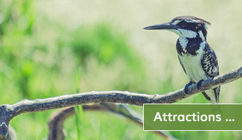 Attractions